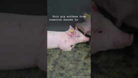 Distressing Photo of Wounded Pig Is Evidence of a Lab Violating Federal Welfare Regulations #shorts