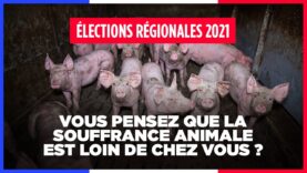 Élections régionales 2021 – Vous pensez que la souffrance animale est loin de chez vous ?