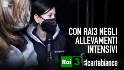 I nostri investigatori con Rai 3 negli allevamenti intensivi di maiali e polli