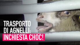 Il crudele trasporto di agnelli dall’Est Europa all’Italia!