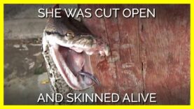 Imagine Being Cut Open and Skinned Alive