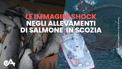 immagini shock: indagine negli allevamenti di salmoni in Scozia | Essere Animali