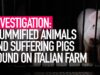 INVESTIGATION: Mummified Animals and Suffering Pigs Found on Italian Farm