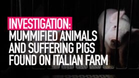 INVESTIGATION: Mummified Animals and Suffering Pigs Found on Italian Farm