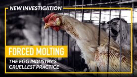 INVESTIGATION: The Egg Industry’s Cruel Practice of Forced Molting