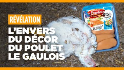 L’envers du décor du poulet Le Gaulois