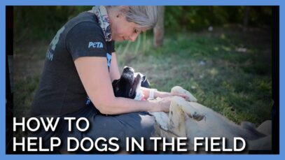 Lessons on How to Help Dogs in the field with PETA