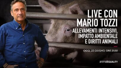 LIVE CON MARIO TOZZI: allevamenti intensivi, impatto ambientale e diritti animali