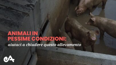 Maiali in pessime condizioni | chiudiamo l'allevamento in provincia di Pavia