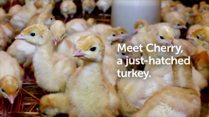Meet Cherry the Turkey