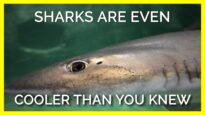 Must See Facts About Sensitive Sharks for Shark Week