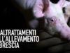 NUOVO VIDEO CHOC: maltrattamenti in un maxi-allevamento di maiali in Lombardia