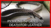PETA Asia Investigation: Pythons Inflated to Death for Leather