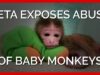 PETA Exposes Abuse of Baby Monkeys