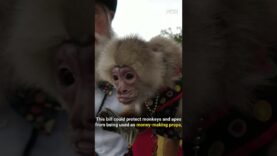 Primates are not pets, photo props, or any other source of human entertainment. #Shorts