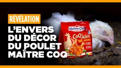 Que se cache-t-il derrière les publicités Maître Coq ?