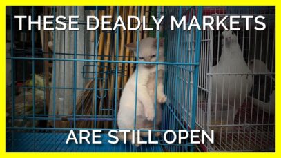 The Next Deadly Pandemic Could Come From One of These Markets