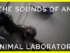 The Sounds of Animals Trapped in Labs Will Haunt You