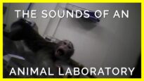 The Sounds of Animals Trapped in Labs Will Haunt You