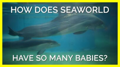 The Truth Behind SeaWorld’s Baby Dolphins and Belugas Will Disturb You