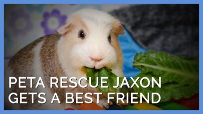 These Two Adopted Guinea Pigs Become Best Friends