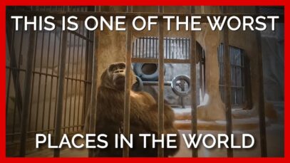 This Thai zoo is one of the worst places in the world.