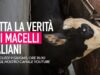 Tutta la verità sui macelli italiani