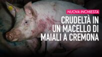 Video CHOC: Dentro il macello di maiali a Cremona