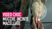 Video shock mucche incinte uccise in un macello