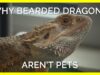 Why Bearded Dragons Aren’t “Pets”
