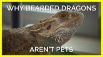 Why Bearded Dragons Aren't “Pets"