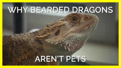 Why Bearded Dragons Aren’t “Pets”
