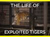 Why You Should Never Visit Any Attraction That Exploits Animals