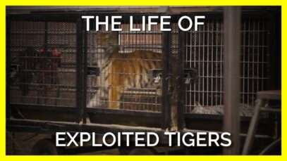 Why You Should Never Visit Any Attraction That Exploits Animals