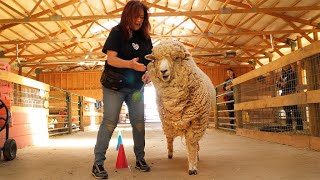 You Won’t Believe This Sanctuary’s New Training Method- Luvin Arms