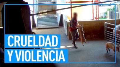 Animales muertos en los contenedores de las granjas industriales