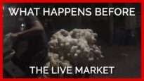 Animals Go Through Hell Before Reaching Live Animal Markets Where They’re Slaughtered #shorts