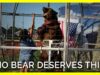 Bears of Bearadise Ranch Deserve Better