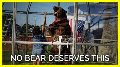 Bears of Bearadise Ranch Deserve Better