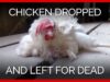 Chicken Dropped on the Floor & Left to Die on Egg Farm