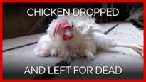 Chicken Dropped on the Floor & Left to Die on Egg Farm