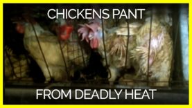 Chickens Panted Like Dogs Because of Extreme Heat on Egg Farm