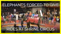 Circus Forced Jenny the Elephant to Give Rides by Pulling on Her Trunk