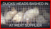 Ducks’ Heads Bashed in at Slaughterer