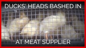 Ducks’ Heads Bashed in at Slaughterer