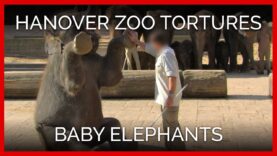 Hanover Zoo Tortures Baby Elephants