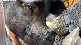 Happy Watermelon Wednesday!