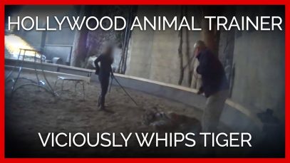 Hollywood Animal Trainer Viciously Whips Young Tiger