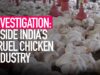 Inside India's Cruel Chicken Industry