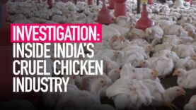 Inside India's Cruel Chicken Industry